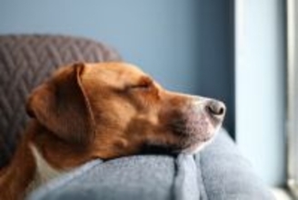 犬が心地良く過ごせる『くつろぎスペース』4選　愛犬をリラックスさせる環境づくりのポイントもご紹介