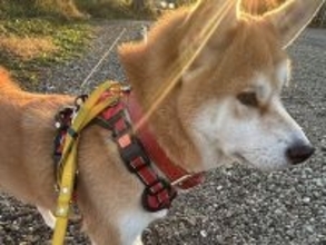 景色を眺める犬の足元を見てみたら、濡れたパイプに乗っていて…まさかの『可愛い努力』に9万いいね集まる「カッコよくて草」「足の指までｗ」