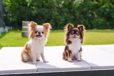 『吠えやすい犬種』５選　なぜ無駄吠えをしてしまうの？吠え癖をつけさせないしつけ方法まで