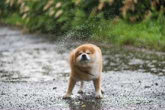 雨の日に犬が散歩に行きたがらない理由5つ　嫌がる愛犬への適切な対応まで解説