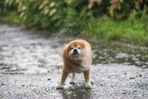 雨の日に犬が散歩に行きたがらない理由5つ　嫌がる愛犬への適切な対応まで解説