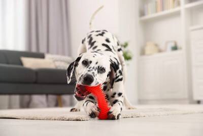 雨の日に犬が散歩に行きたがらない理由5つ　嫌がる愛犬への適切な対応まで解説