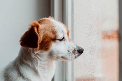 雨の日に犬が散歩に行きたがらない理由5つ　嫌がる愛犬への適切な対応まで解説