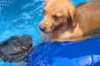 プールで泳ぐ男性→『溺れている！』と勘違いした大型犬が、危険を察して…『まさかの行動』が可愛すぎると反響「心配なんだね」「優しすぎ」