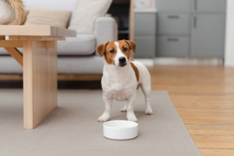 犬の「危険な嘔吐」と「大丈夫な嘔吐」の見分け方｜大切な“3つの視点"を解説【獣医師執筆】
