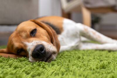 犬の「危険な嘔吐」と「大丈夫な嘔吐」の見分け方｜大切な“3つの視点"を解説【獣医師執筆】