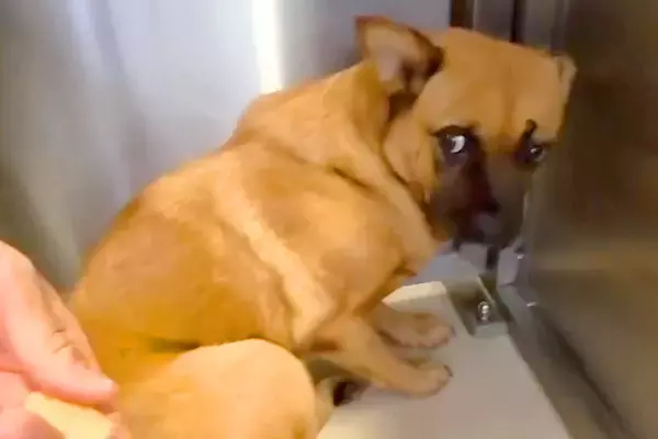 おやつを与えようとすると噛みつく犬→保護して1年後『同じようにおやつを与えた』結果…まさかの『変化』が122万再生「こんな変われるなんて」