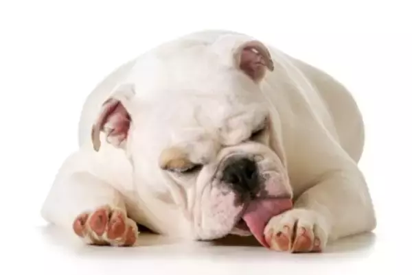 犬が『自分の前足を舐める』心理4選　やめさせたい場合はどうしたらいいの？対処法まで解説