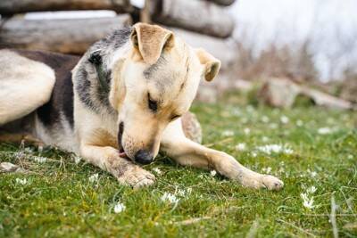 犬が『自分の前足を舐める』心理4選　やめさせたい場合はどうしたらいいの？対処法まで解説