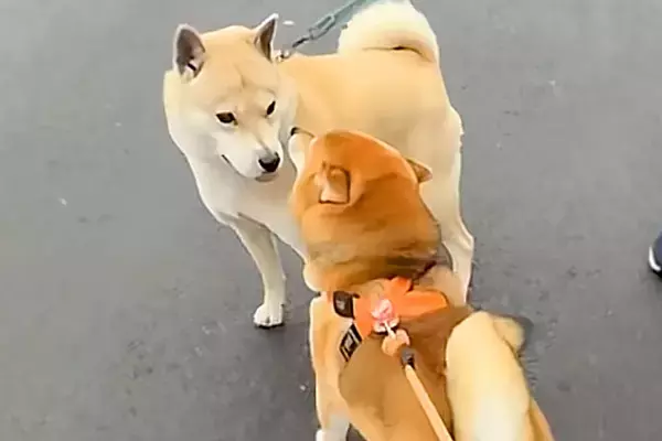 朝、『おともだちワンコ』と出会った犬→「ぎゅっ！」とんでもなく尊い『ご挨拶の仕方』が1060万再生「時が止まってる」「私も混ざりたい」
