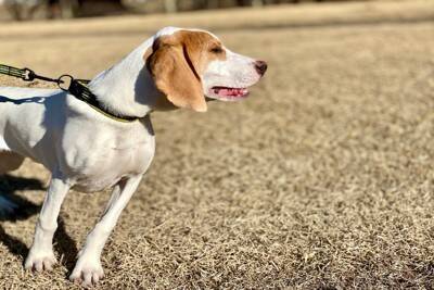 犬が『知らない人』に吠えてしまうワケ2つ　警戒心が強くなってしまう要因や落ち着かせる方法まで