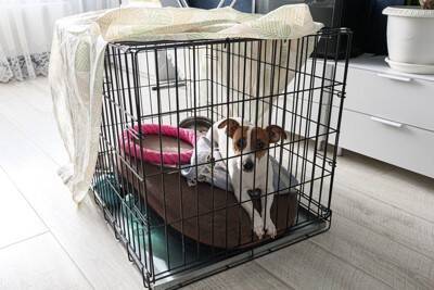 犬が『知らない人』に吠えてしまうワケ2つ　警戒心が強くなってしまう要因や落ち着かせる方法まで