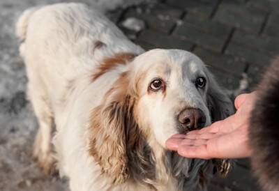 犬が人のニオイを嗅ぐ理由とは？4つの心理や場所によって異なる気持ちとは？
