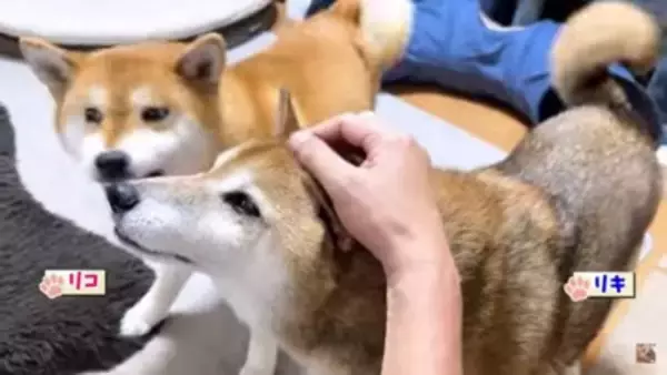 犬を連れて動物病院へ行った結果…まさかの『レストランだと勘違い』する光景に爆笑「外食ってテンション上がるよねｗ」「サービス満点な病院」