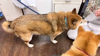 犬を連れて動物病院へ行った結果…まさかの『レストランだと勘違い』する光景に爆笑「外食ってテンション上がるよねｗ」「サービス満点な病院」