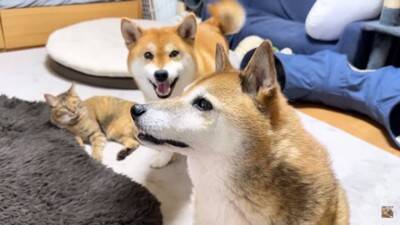 犬を連れて動物病院へ行った結果…まさかの『レストランだと勘違い』する光景に爆笑「外食ってテンション上がるよねｗ」「サービス満点な病院」