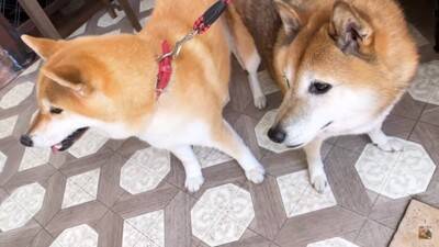 犬を連れて動物病院へ行った結果…まさかの『レストランだと勘違い』する光景に爆笑「外食ってテンション上がるよねｗ」「サービス満点な病院」