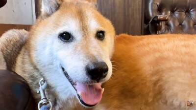 犬を連れて動物病院へ行った結果…まさかの『レストランだと勘違い』する光景に爆笑「外食ってテンション上がるよねｗ」「サービス満点な病院」