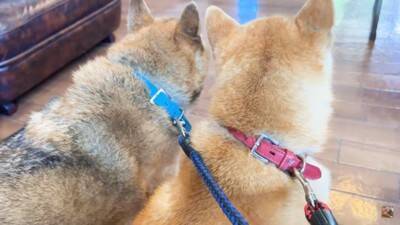 犬を連れて動物病院へ行った結果…まさかの『レストランだと勘違い』する光景に爆笑「外食ってテンション上がるよねｗ」「サービス満点な病院」