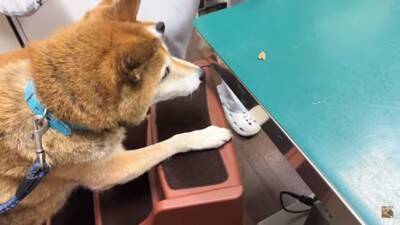 犬を連れて動物病院へ行った結果…まさかの『レストランだと勘違い』する光景に爆笑「外食ってテンション上がるよねｗ」「サービス満点な病院」