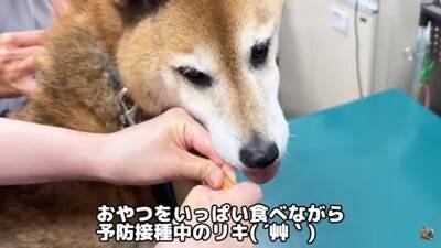 犬を連れて動物病院へ行った結果…まさかの『レストランだと勘違い』する光景に爆笑「外食ってテンション上がるよねｗ」「サービス満点な病院」