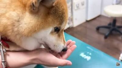 犬を連れて動物病院へ行った結果…まさかの『レストランだと勘違い』する光景に爆笑「外食ってテンション上がるよねｗ」「サービス満点な病院」