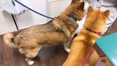 犬を連れて動物病院へ行った結果…まさかの『レストランだと勘違い』する光景に爆笑「外食ってテンション上がるよねｗ」「サービス満点な病院」