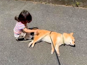 1歳の女の子と犬が散歩をしていたら、突然『拒否犬モード』になってしまい…まさかの光景が77万再生「ツンツン可愛い」「お手上げｗ」と反響