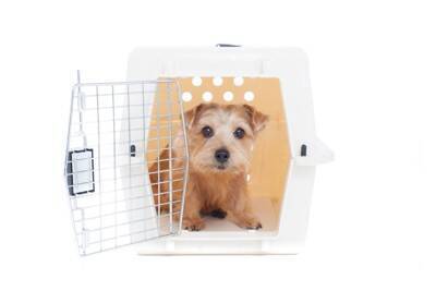 犬と『一緒に眠る』悪影響５選　愛犬や飼い主にとってのデメリットや寝たがるときの対処法まで