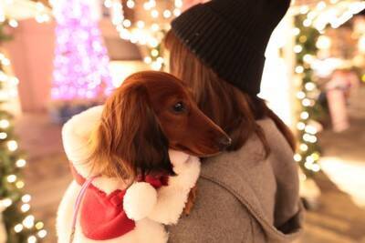 犬と『クリスマスの過ごし方』4つ　愛犬と楽しめる催し物や注意点まで解説