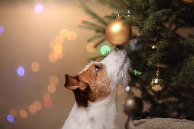 犬と『クリスマスの過ごし方』4つ　愛犬と楽しめる催し物や注意点まで解説