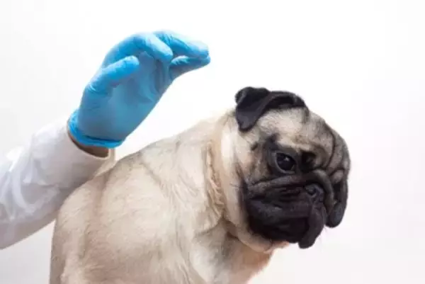 見た目に異常がないのに…「触ると嫌がる」犬の不思議な症状について獣医が解説