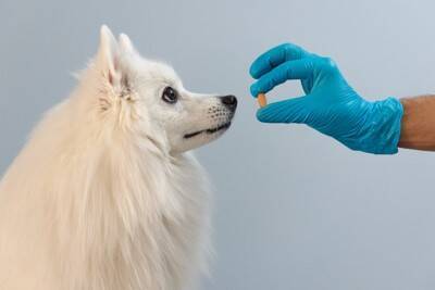 見た目に異常がないのに…「触ると嫌がる」犬の不思議な症状について獣医が解説