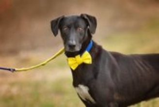 『触れてはいけない犬』の特徴5選　接触が危険な理由や必ず知っておくべきマナーまで