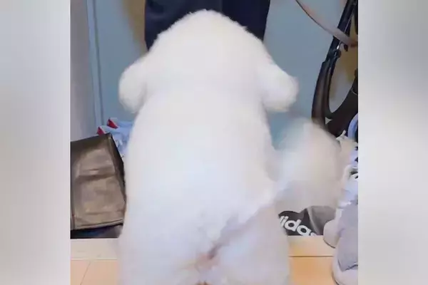 『玄関にいっちゃダメ』と教えられた犬→大好きな人が来ると…可愛すぎる『まさかの葛藤』に1万いいね「全然アウトで草」「いい笑顔過ぎるｗｗ」