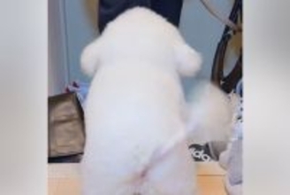 『玄関にいっちゃダメ』と教えられた犬→大好きな人が来ると…可愛すぎる『まさかの葛藤』に1万いいね「全然アウトで草」「いい笑顔過ぎるｗｗ」