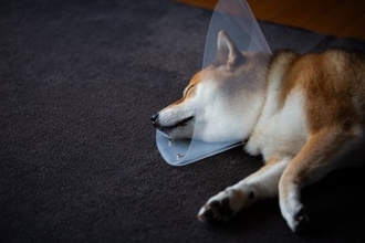 子犬が『突然死』してしまう原因とは？亡くなる前兆はあるの？見逃したくない異変まで