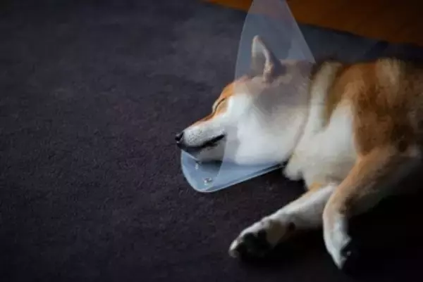 子犬が『突然死』してしまう原因とは？亡くなる前兆はあるの？見逃したくない異変まで