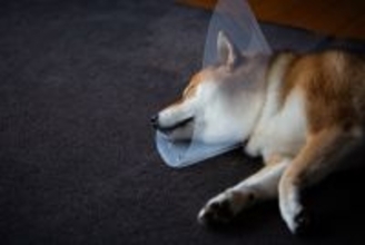 子犬が『突然死』してしまう原因とは？亡くなる前兆はあるの？見逃したくない異変まで