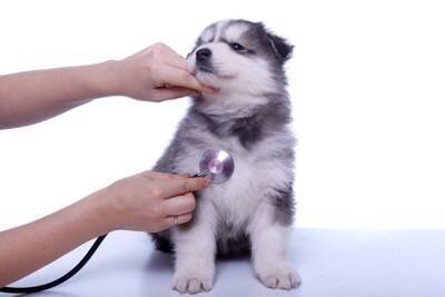 子犬が『突然死』してしまう原因とは？亡くなる前兆はあるの？見逃したくない異変まで