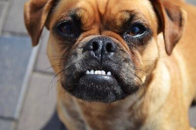 犬が『飼い主を避けるようになる』絶対NG行為3選　信頼関係が崩壊しているサインとは？