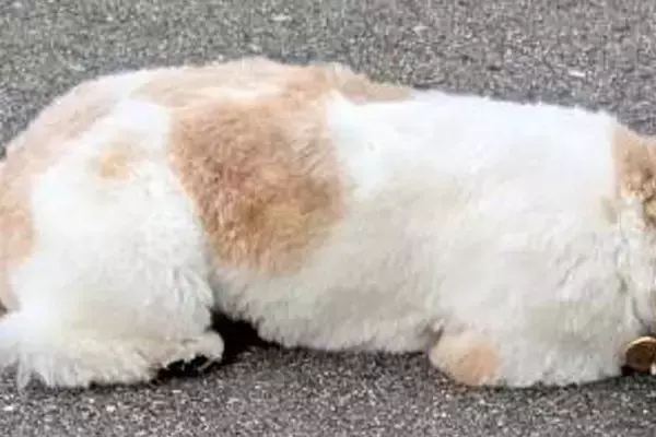 腰が低すぎる犬→他の犬と会うと『遊ぼうポーズ』をするものの…『まさかの姿勢』と切ない結末に2万いいね「不憫で可愛いｗ」「もはや液体化」