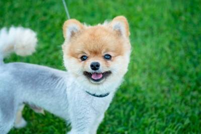 犬用の『日焼け止め』って売ってる？愛犬にも対策してあげるべきなの？