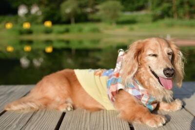 犬用の『日焼け止め』って売ってる？愛犬にも対策してあげるべきなの？