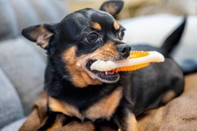 犬にとって危険な『ひとり遊び』とは？怪我や事故を引き起こす可能性も…