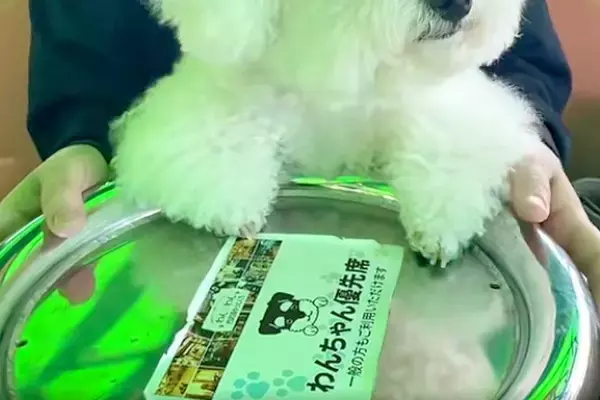 遊園地の『コーヒーカップ』に乗る犬→回り始めると…小さな子どものような『愛おしい反応』が27万再生「涙でるくらい可愛い」「素敵な思い出」