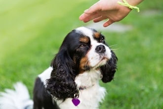 犬によく『吠えられてしまう人』の特徴5つ　安全な人間だと認識してもらうにはどうしたらいいの？