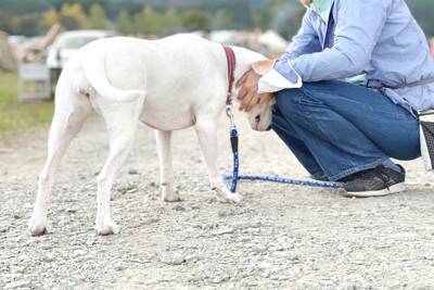 犬によく『吠えられてしまう人』の特徴5つ　安全な人間だと認識してもらうにはどうしたらいいの？