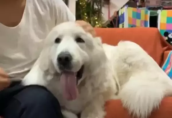 超大型犬が『大嫌いな雷』に怯えてしまった結果…まさかの『家族へのSOS』がとんでもないギャップだと65万再生「体大きくても怖いよね」