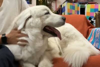 超大型犬が『大嫌いな雷』に怯えてしまった結果…まさかの『家族へのSOS』がとんでもないギャップだと65万再生「体大きくても怖いよね」